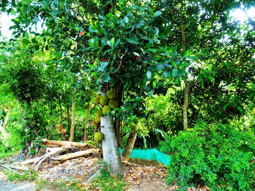 Flower & Frog Homestay Sa Dec ภายนอก รูปภาพ
