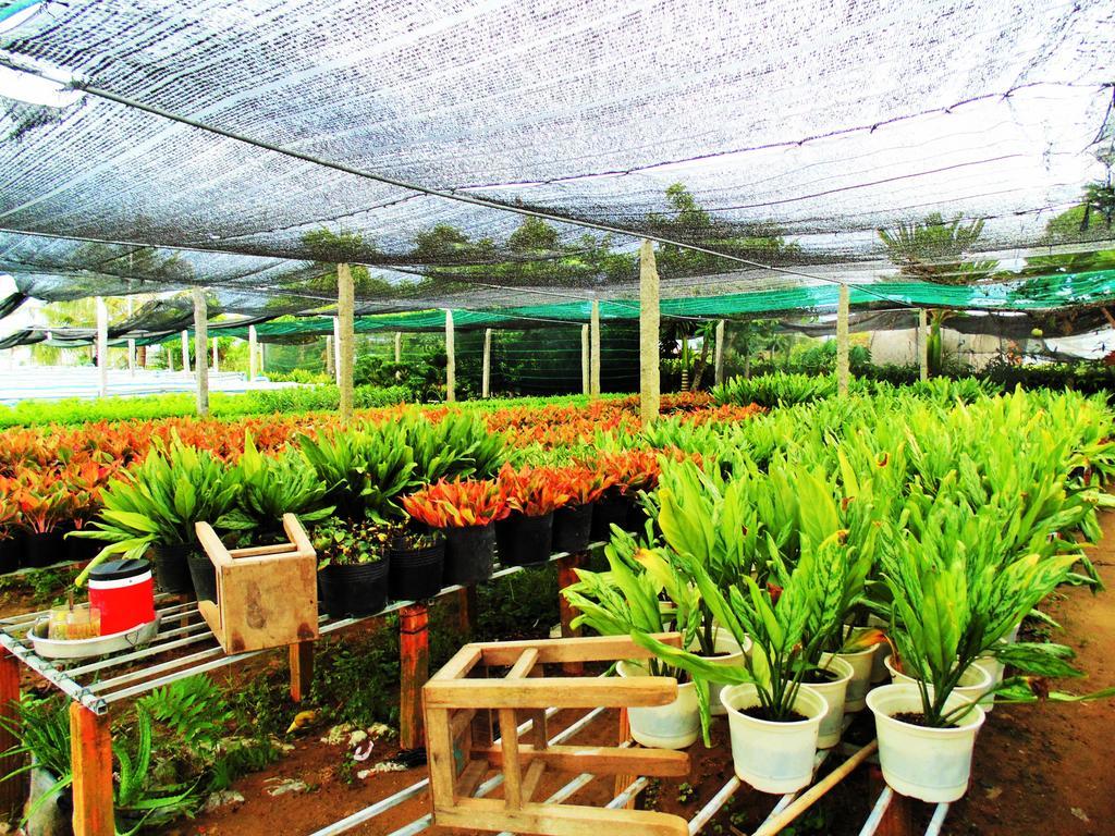 Flower & Frog Homestay Sa Dec ภายนอก รูปภาพ