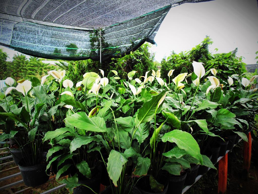 Flower & Frog Homestay Sa Dec ภายนอก รูปภาพ